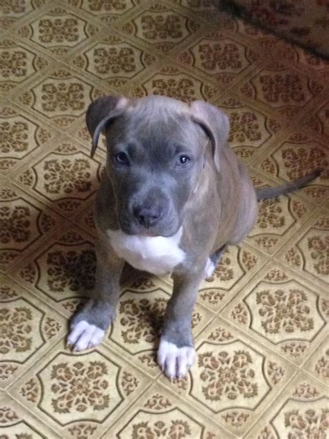 blue and brindle pitbull puppies